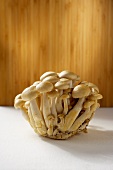Group of Brown Beech Mushrooms