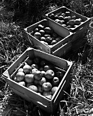 Crates of Apples in an Orchard