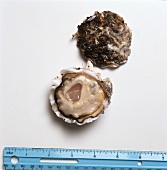 Maple Point Oyster