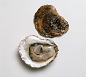 Geöffnete Auster (Newport, USA)