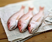 Red Snapper at the Market