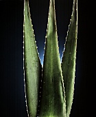 Aloepflanze