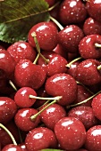 Several Cherries