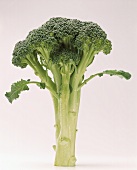 Stalk of Fresh Broccoli