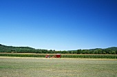 Tractor in a Vermont Corn Field
