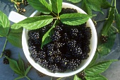 Brombeeren in einer Schale mit Blättern