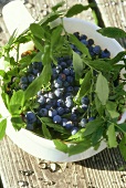 Wild Maine Blueberries in a Large Cup