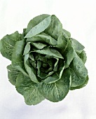 New lettuce variety: 'Romulus' (dark green Romaine lettuce)