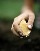 Hand holding large clove of garlic above earth