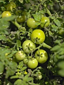 Mehrere grüne Tomaten auf der Pflanze