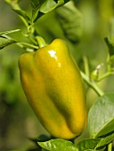 Pepper on the plant