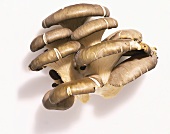 Oyster Mushrooms on a White Background