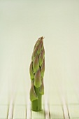 A Single Tip of an Asparagus Spear