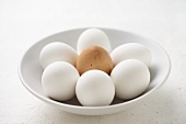 Sechs weiße Eier und ein braunes Ei in weisser Schale