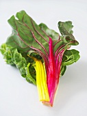 Two Swiss Chard Leaves, Red and Yellow on a White Background