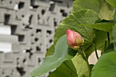 A Lotus Flower