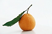 A Single Satsuma Tangerine with Leaf on a White Background