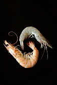Two Whole Shrimp, One Raw, One Cooked, Black Background