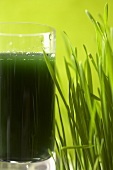 Glass of Wheat Grass Juice with Wheat Grass