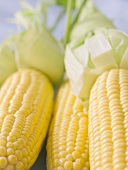 Fresh Corn on the Cob; Close Up