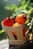 Habaneros in a Basket Outside