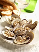 Gedämpfte Clams mit Brot und Weißwein