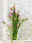 Flowering Chives