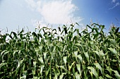 Close Up of a Corn Field Against a Partly Cloudy Sky