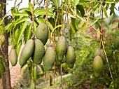 Mangos Growing on the Tree in Mexico