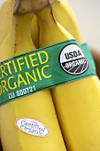 Bio-Bananenstaude mit Etikett