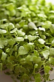 Micro Green Sprouts; Close Up