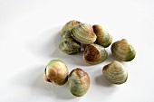 Fresh Clams on a White Background