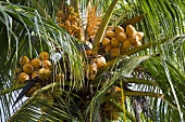 Mehrere Kokosnüsse an einer Palme hängend