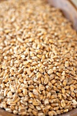 Wheat Barley Beer Mat, Close Up