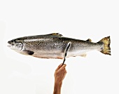 Scaling a Whole Uncooked Salmon