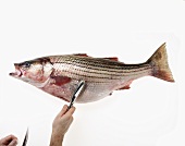 Scaling a Whole Uncooked Sea Bass