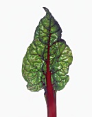 Ein rotstieliges Mangoldblatt