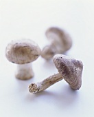 Three Mushrooms; Crimini and Shiitake