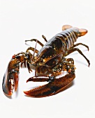 Fresh Lobster on White