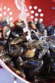 Washing Mussels in a Colander