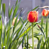 Red Tulips