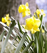 Gelbe Narzissen im Garten