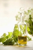 Olivenöl und frische Brennesseln