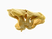 Mushrooms on White Background