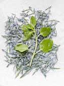 Oregano on Rosemary