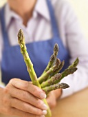 Hand Selecting Asparagus