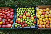 Trays of Harvested Heirloom Tomatoes, Outdoors