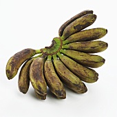 Bananenstaude mit Babybananen
