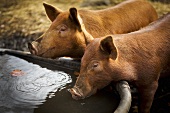 Pigs Drinking from a Trouth