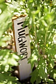 Mugwort Plant with Sign